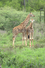 Giraffe Center - Nairobi