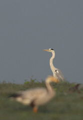 Selective focus on a Grey heron with Bar-headed goose at the foreground Bhigwan bird sanctuary, India