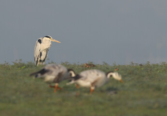 Selective focus on Grey heron with Bar-headed goose at the foreground Bhigwan bird sanctuary, India