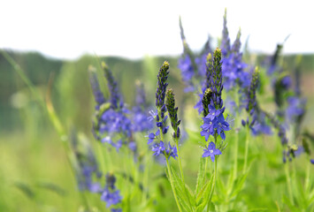 A floral background of purple-blue meadow flowers and juicy grass.