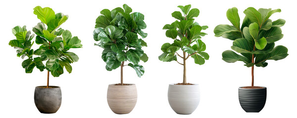 Fiddle Leaf Fig in a modern pot set on a white background, for interior decoration design. Plants grown indoors can help purify the air, making it fresh. Cut out PNG illustration on transparent