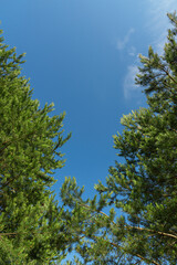 Green branches of spruce trees against a blue sky with a place for text.