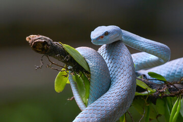 Beautiful, but very deadly snake, blue insularis trimesurus