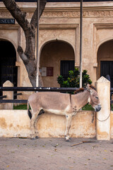 Donkeys living in an old town island