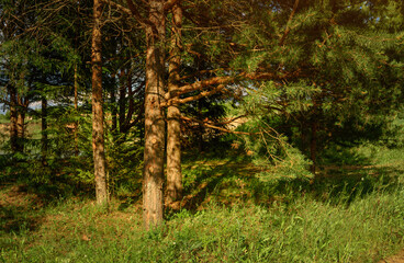 Pine trees illuminated on a sunny summer day.