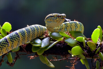 Wagler's pit viper on tree branch