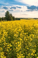 A blooming rapeseed field of bright yellow flowers, forest and sky.