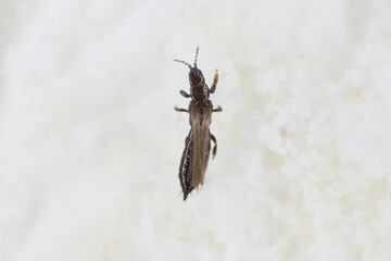 Limothrips denticornis. Thrips Thysanoptera. A microscopic insect that sucks the sap from plants. A pest of cereals and grasses.