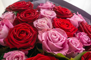 red pink roses in a bouquet close-up