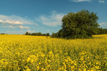 A blooming rapeseed field of bright yellow flowers, forest and sky.