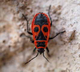 Firebug - Pyrrhocoris apterus