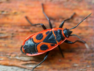 Firebug - Pyrrhocoris apterus