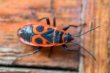 Firebug - Pyrrhocoris apterus