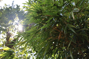 Obraz premium asian garden in Vincennes park