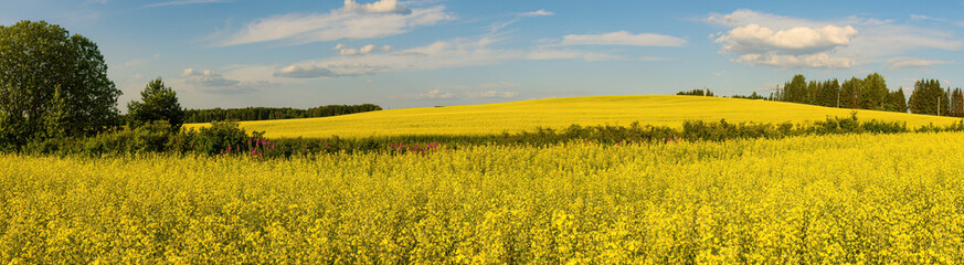 Fototapeta premium A blooming rapeseed field of bright yellow flowers, forest and sky.