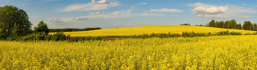 A blooming rapeseed field of bright yellow flowers, forest and sky.