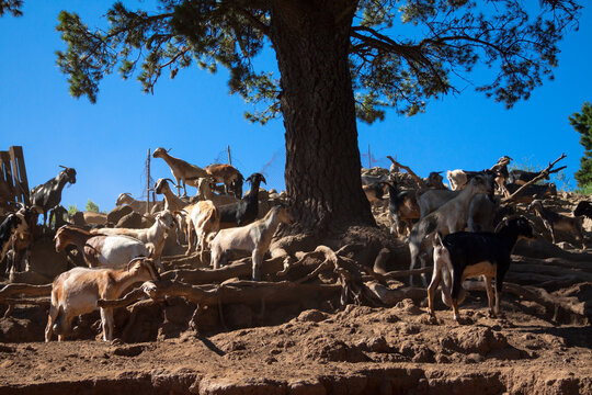 Ganado de cabras en Lomo del Palo en el municipio de Gáldar en la isla de Gran Canaria, España