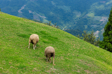 Sheeps grazing in Qingjing farm at Taichung of Nantou