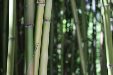 Fototapeta na wymiar close up dense bamboo forest , exotic vegetation