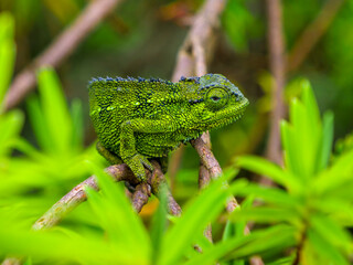 Rwenzori side-striped chameleon (Trioceros rudis) sitting on a branch. Perfectly matched in color with the surrounding colors.