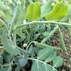 green pea in the garden