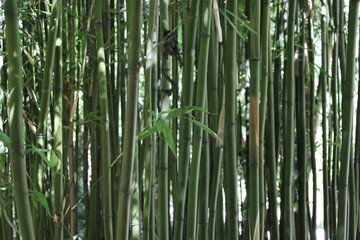 close up dense bamboo forest , exotic vegetation