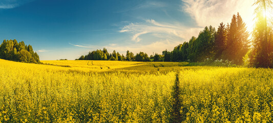 A blooming rapeseed field of bright yellow flowers, forest and sky. - obrazy, fototapety, plakaty