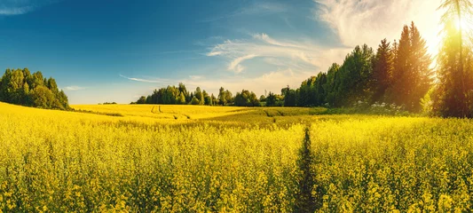 Foto op Plexiglas A blooming rapeseed field of bright yellow flowers, forest and sky. © YuNIK