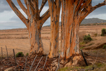 Portrait of blue gum trees near Kykoe, Western Cape.