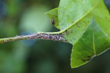 Pear grass aphid (Melanaphis pyraria) and a ladybug larva hunting for them. A colony of wingless...