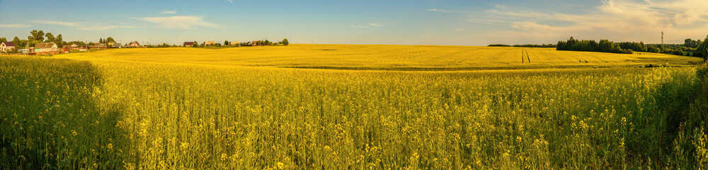 A blooming rapeseed field of bright yellow flowers, forest and sky.