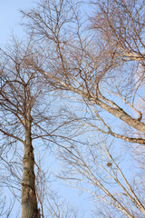 bare tree branches against a blue sky