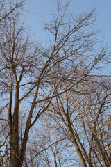 bare tree branches against a blue sky