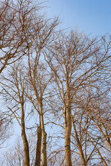 bare tree branches against a blue sky