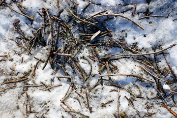 chopped tree branches in the snow in winter