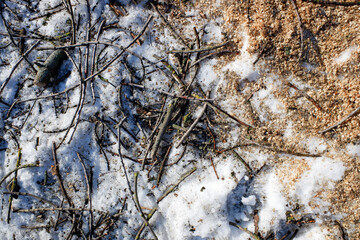 chopped tree branches in the snow in winter