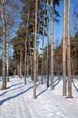 Foto auf Glas Pine forest Winter landscape in the forest. © Prikhodko