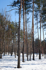 Pine forest Winter landscape in the forest.