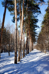 Pine forest Winter landscape in the forest.