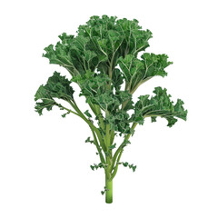 Photo of rapini isolated on transparent background