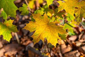 Yellow autumn leaves on trees in sunny weather.