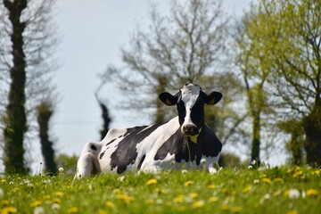 The dairy cow happily lounges in the sun on the green pasture, soaking up the warmth amidst the...