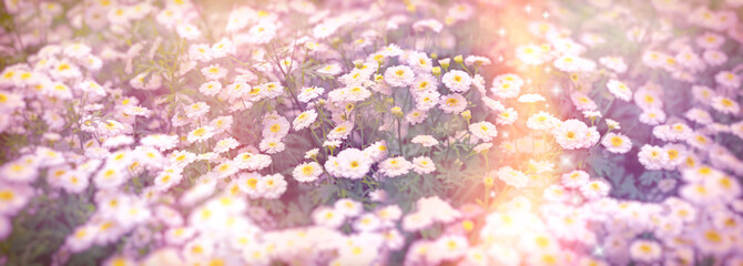 Flowering white flowers in meadow, selective and soft focus on flowers, beautiful nature in spring