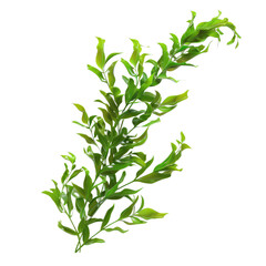 Photo of seaweed isolated on transparent background