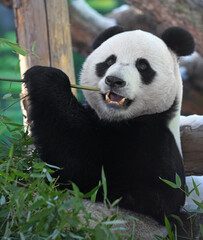 Fun Giant panda (Ailuropoda melanoleuca) eats bamboo with appetite