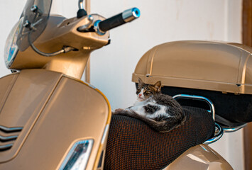 Kitty resting on a motor scooter.