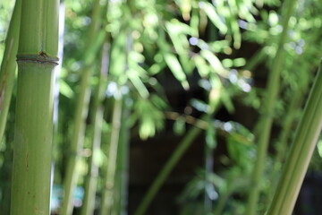Obraz premium close up dense bamboo forest , exotic vegetation