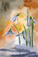 Hand painted watercolor snowdrops. Snowdrops painting. Watercolor spring flowers.