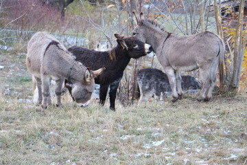 Ânes au pré