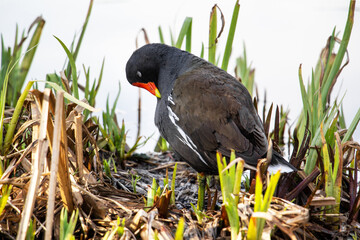 Common moorhen. Gallinula chloropus, Malaga, Germany